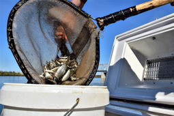 Events on releasing the juvenile fish into Amur Region water bodies are held since 2016.