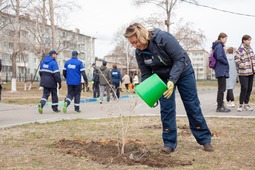 All seedlings have been selected with regard for the Far Eastern climate features and purchased from the forest nurseries of the Amur region.