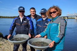 Over 15 thousands of juvenile sazans, 5 grams each, were released into Zeya river with participation of Federal Agency for Fishery representatives.